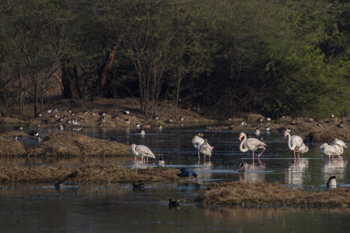 Greater Flamingo - ML645156504
