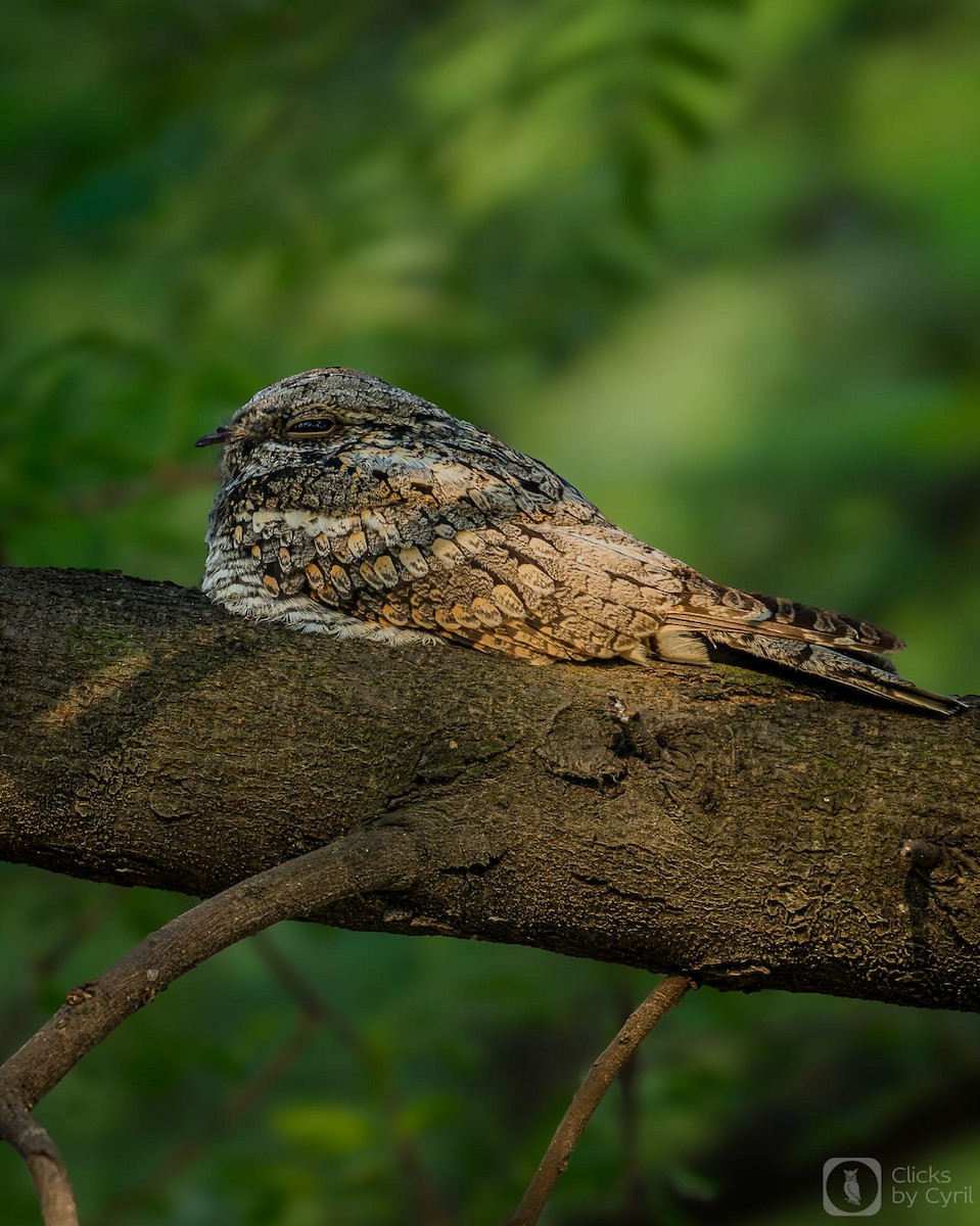 Jungle Nightjar - ML645156507