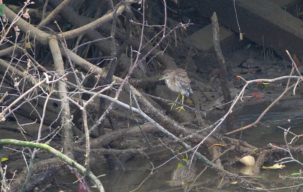 Black-crowned Night Heron - ML645156508