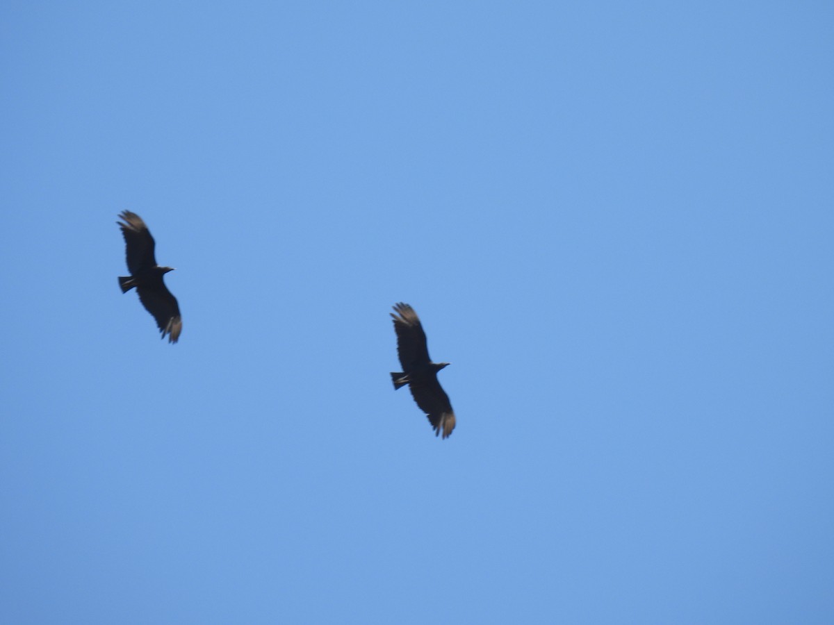 Black Vulture - ML645156529