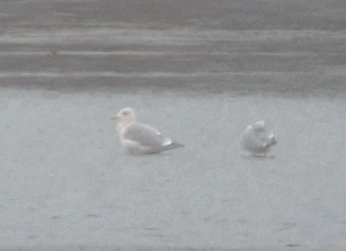 racek americký - ML645156533