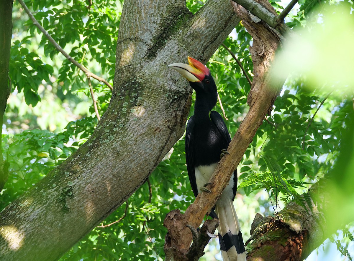 Rhinozeroshornvogel - ML645156535