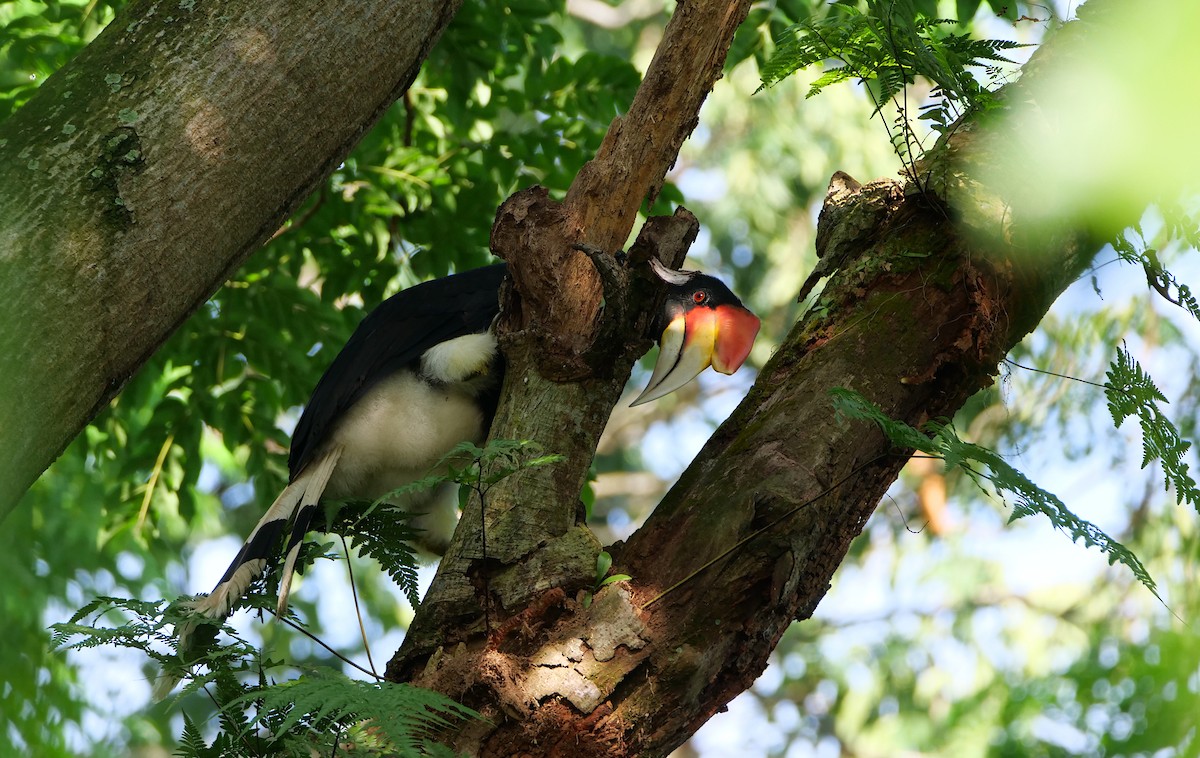 Rhinozeroshornvogel - ML645156536