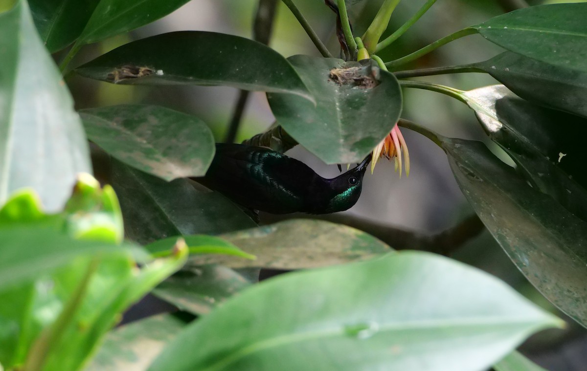 Kupferkehl-Nektarvogel - ML645156539