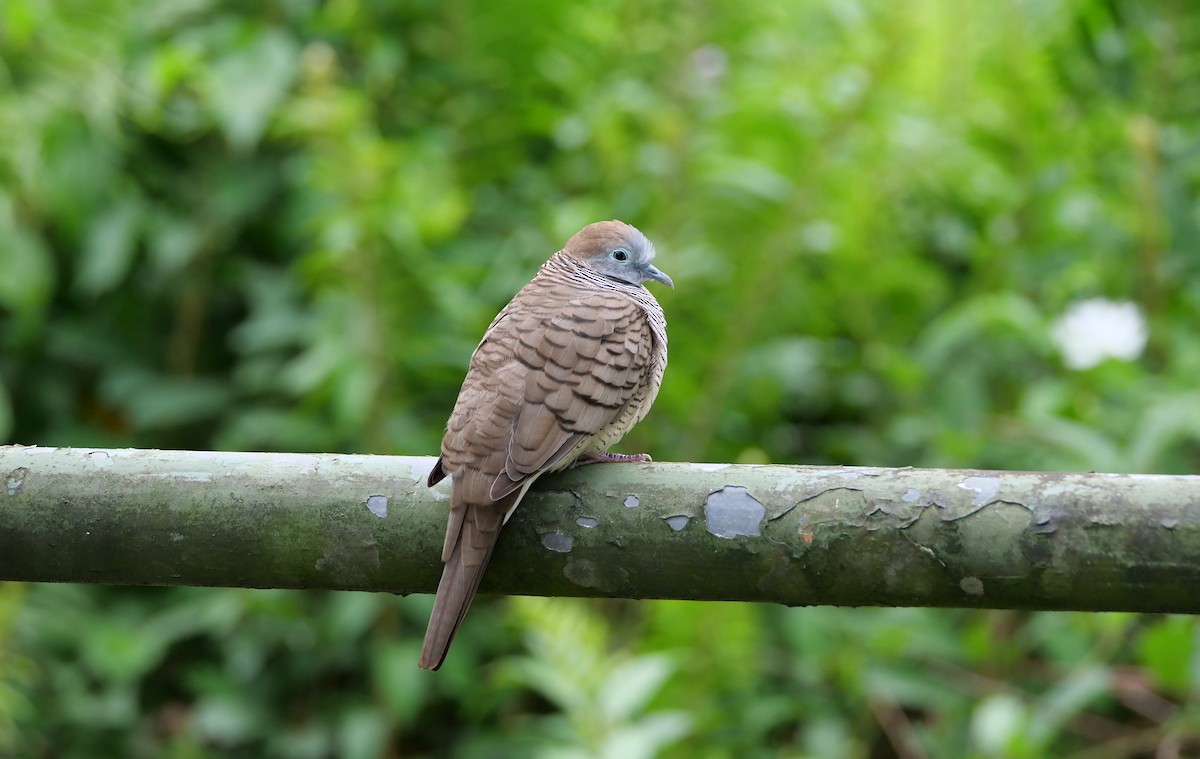 Sperbertäubchen - ML645156540