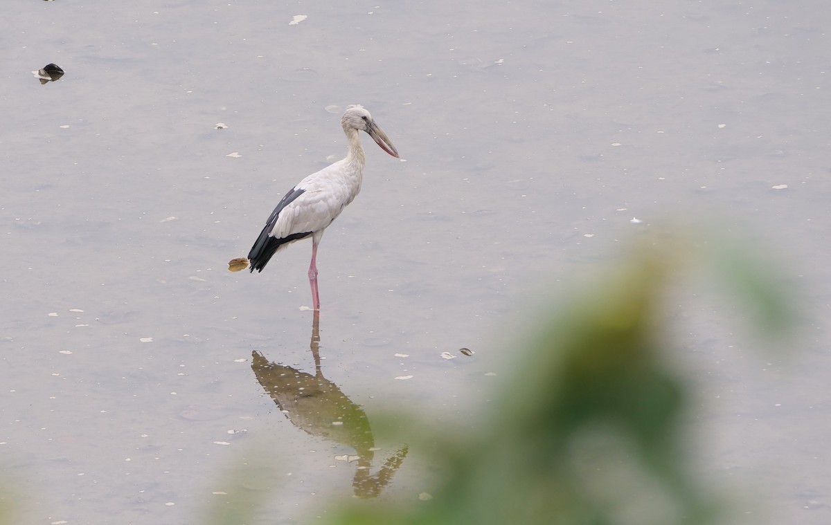 Silberklaffschnabel - ML645156541