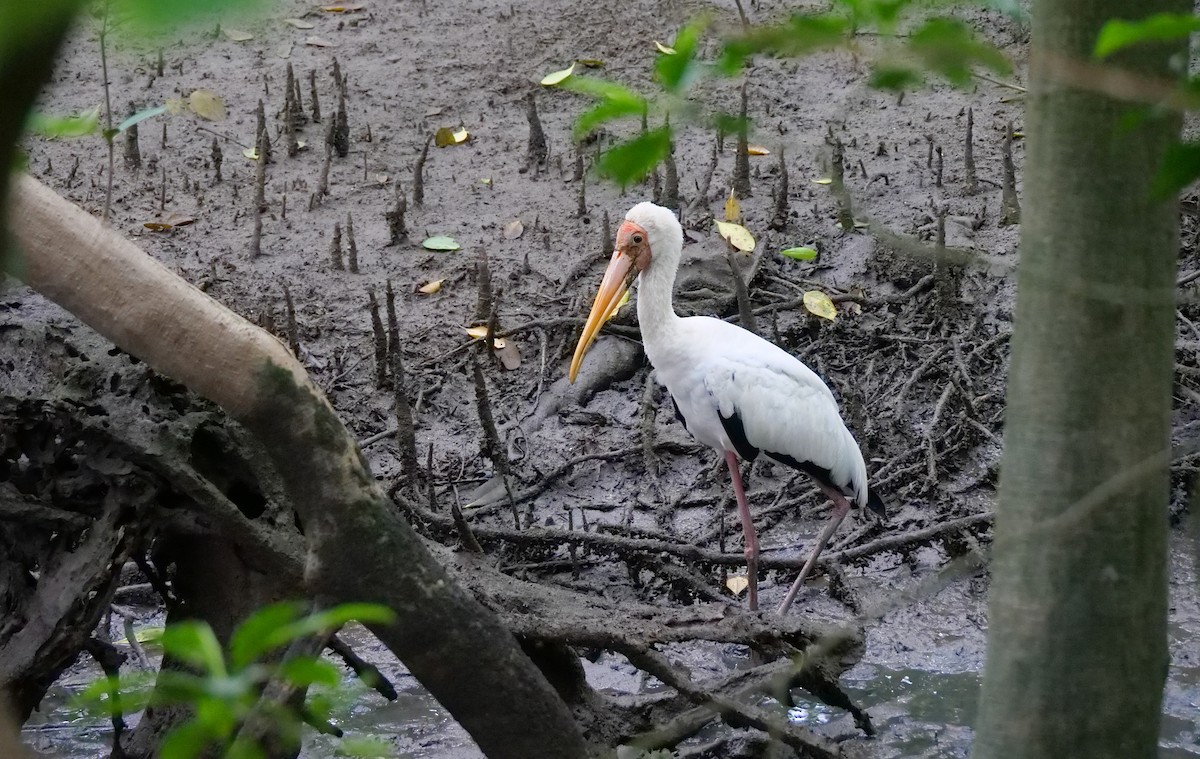 Milchstorch - ML645156542