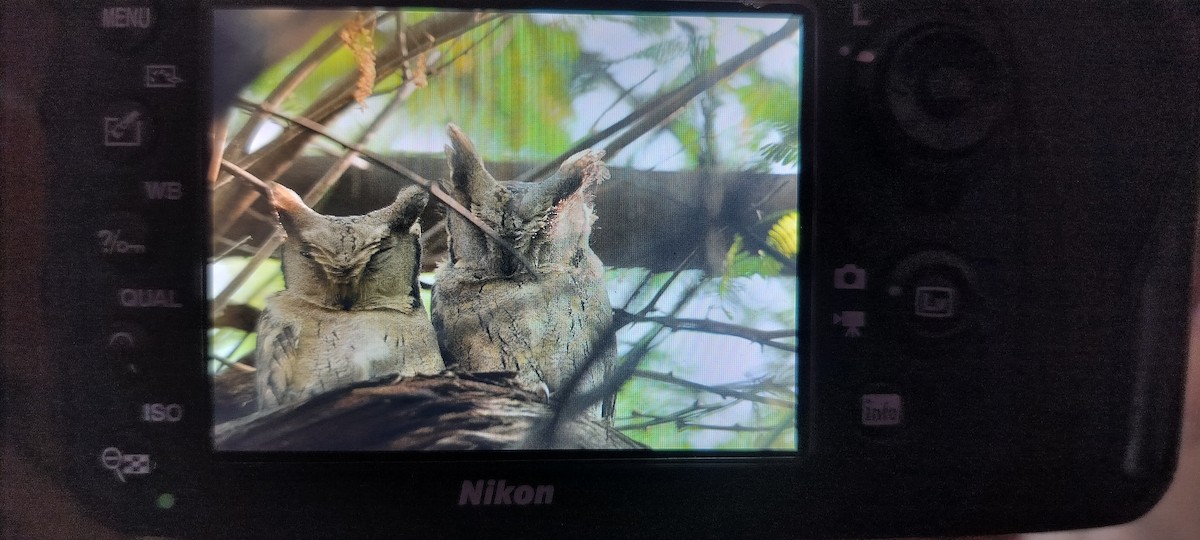 Indian Scops-Owl - ML645156548