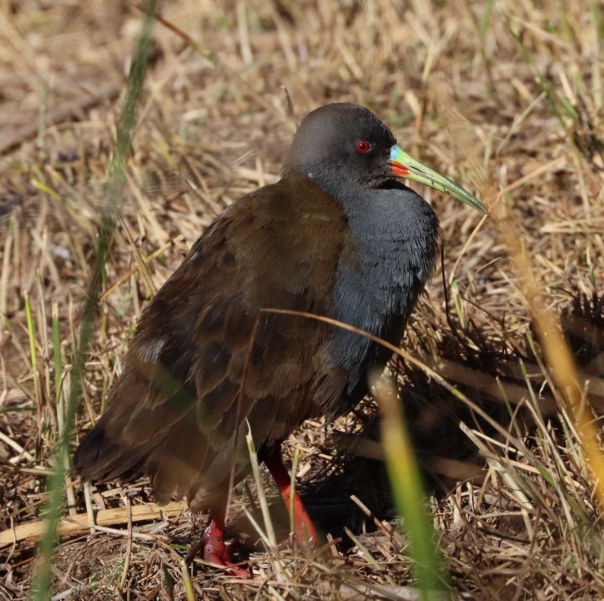 Kurşuni Sukılavuzu - ML645156559