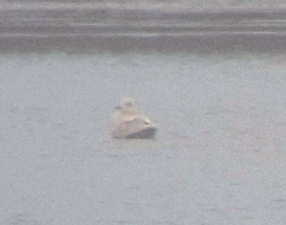 racek polární - ML645156571