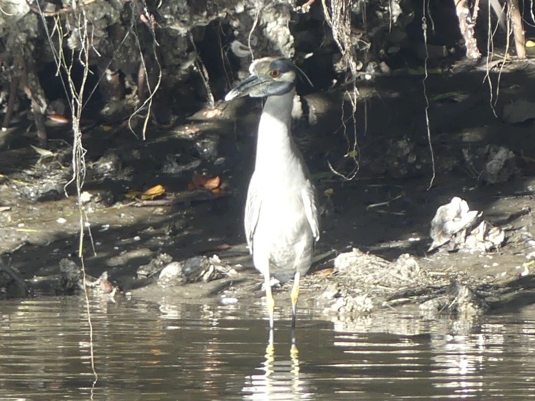 Sarı Tepeli Gece Balıkçılı [violacea grubu] - ML645156597