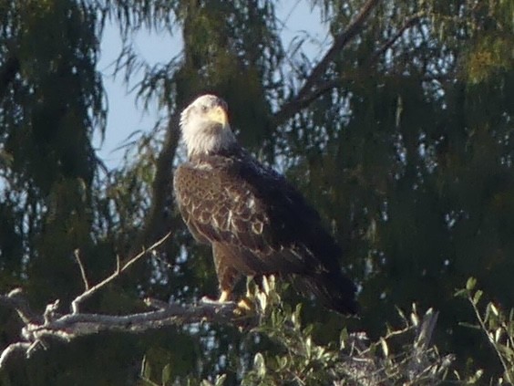 Pygargue à tête blanche - ML645156599
