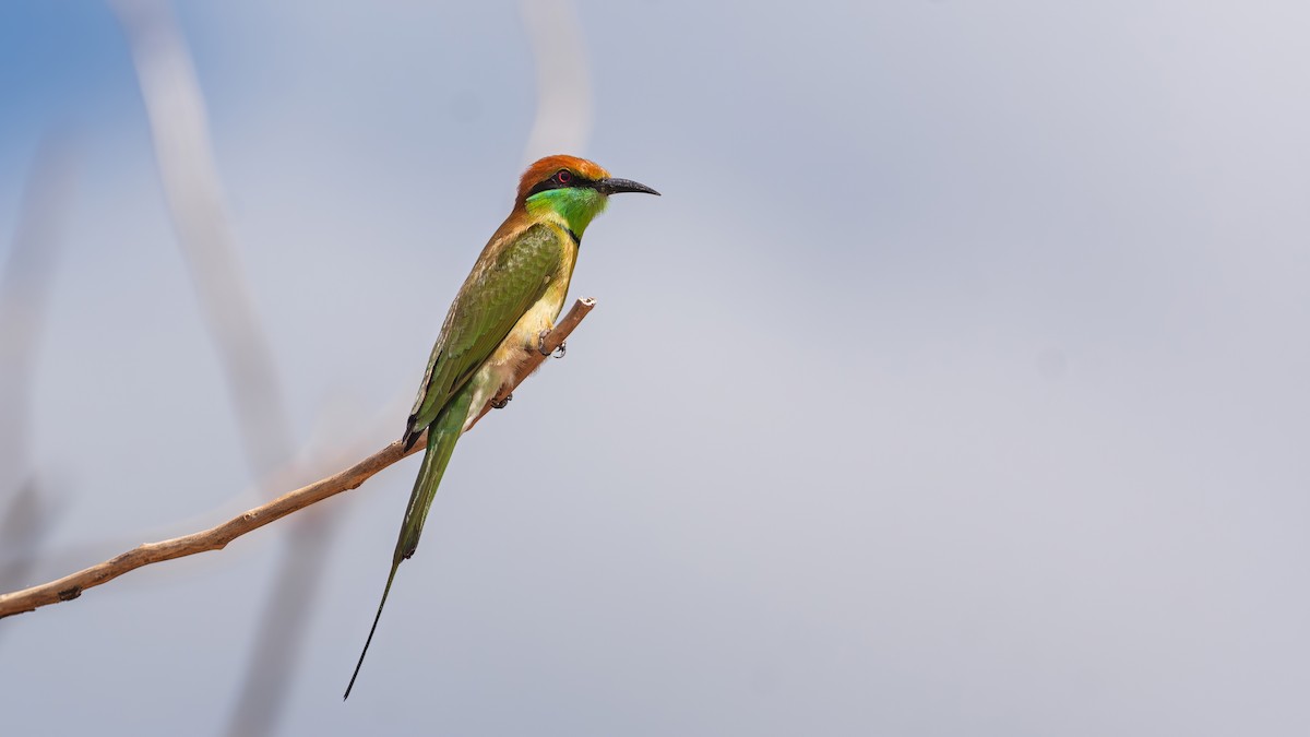 Asian Green Bee-eater - ML645156604