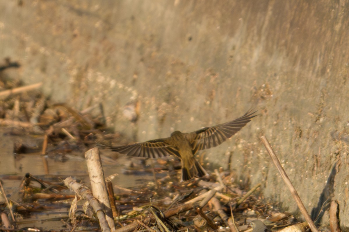 Bisbita Costero - ML645156606