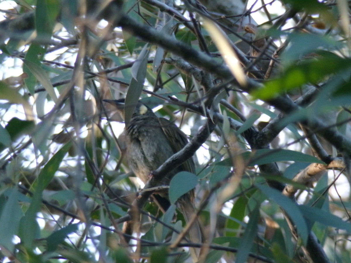 Lewin's Honeyeater - ML645156615