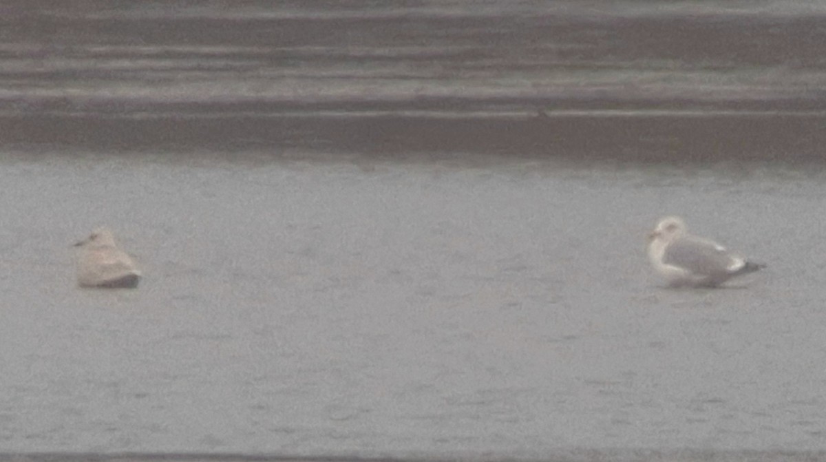 racek americký - ML645156622