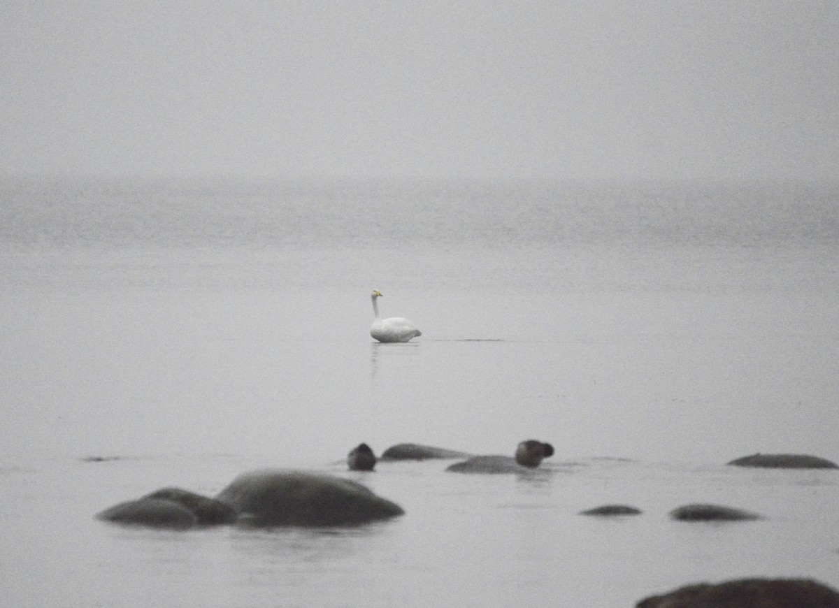 Whooper Swan - ML645156649