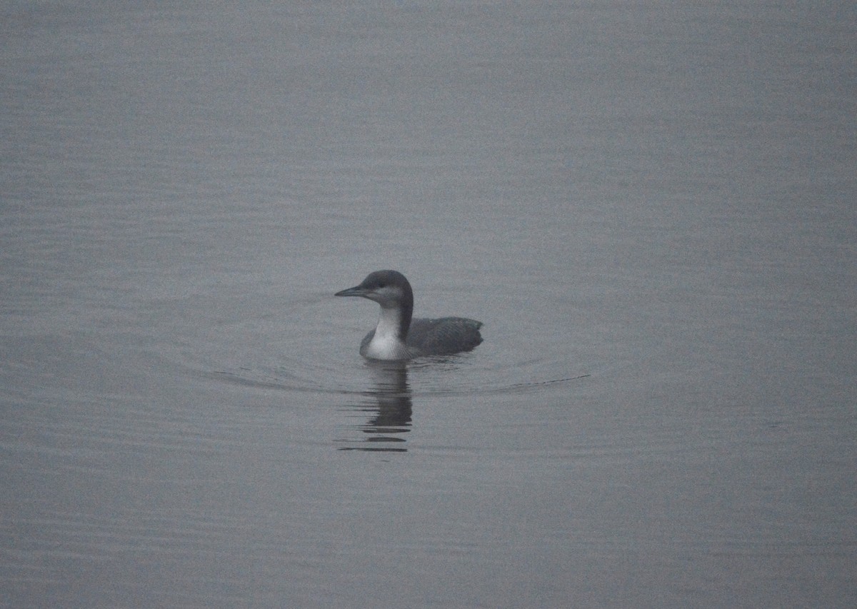 Arctic Loon - ML645156651