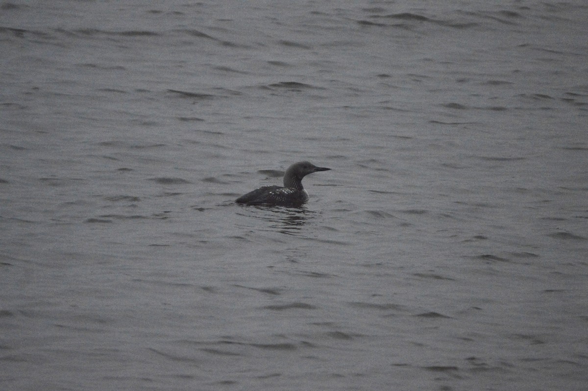 Arctic Loon - ML645156652