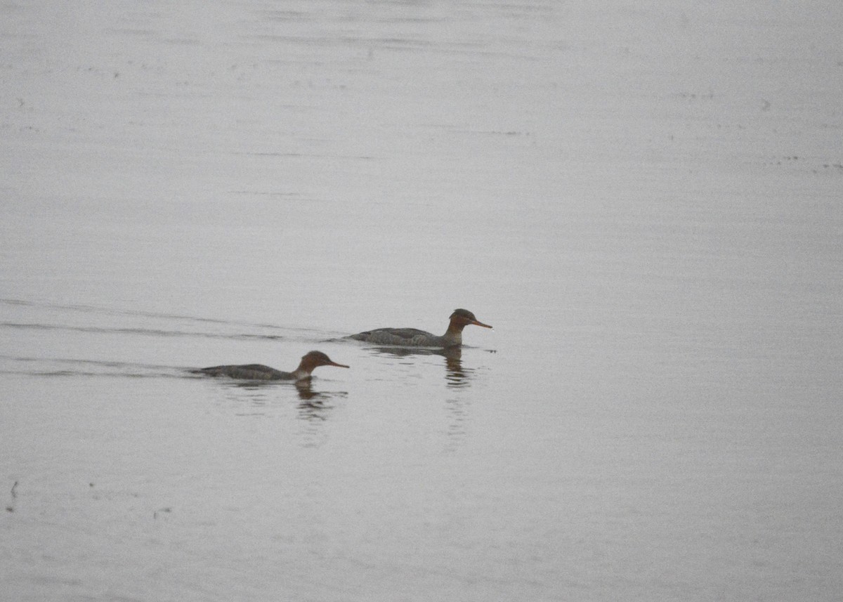 Red-breasted Merganser - ML645156656