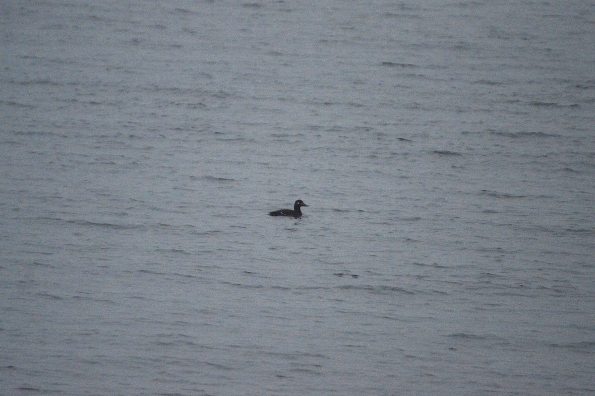 Velvet Scoter - ML645156657