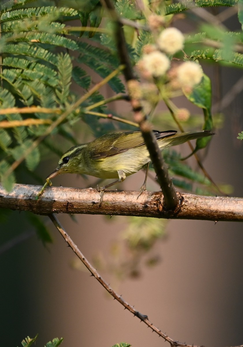 Green Warbler - ML645156681