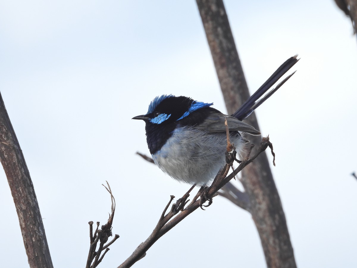 Prachtstaffelschwanz - ML645156683