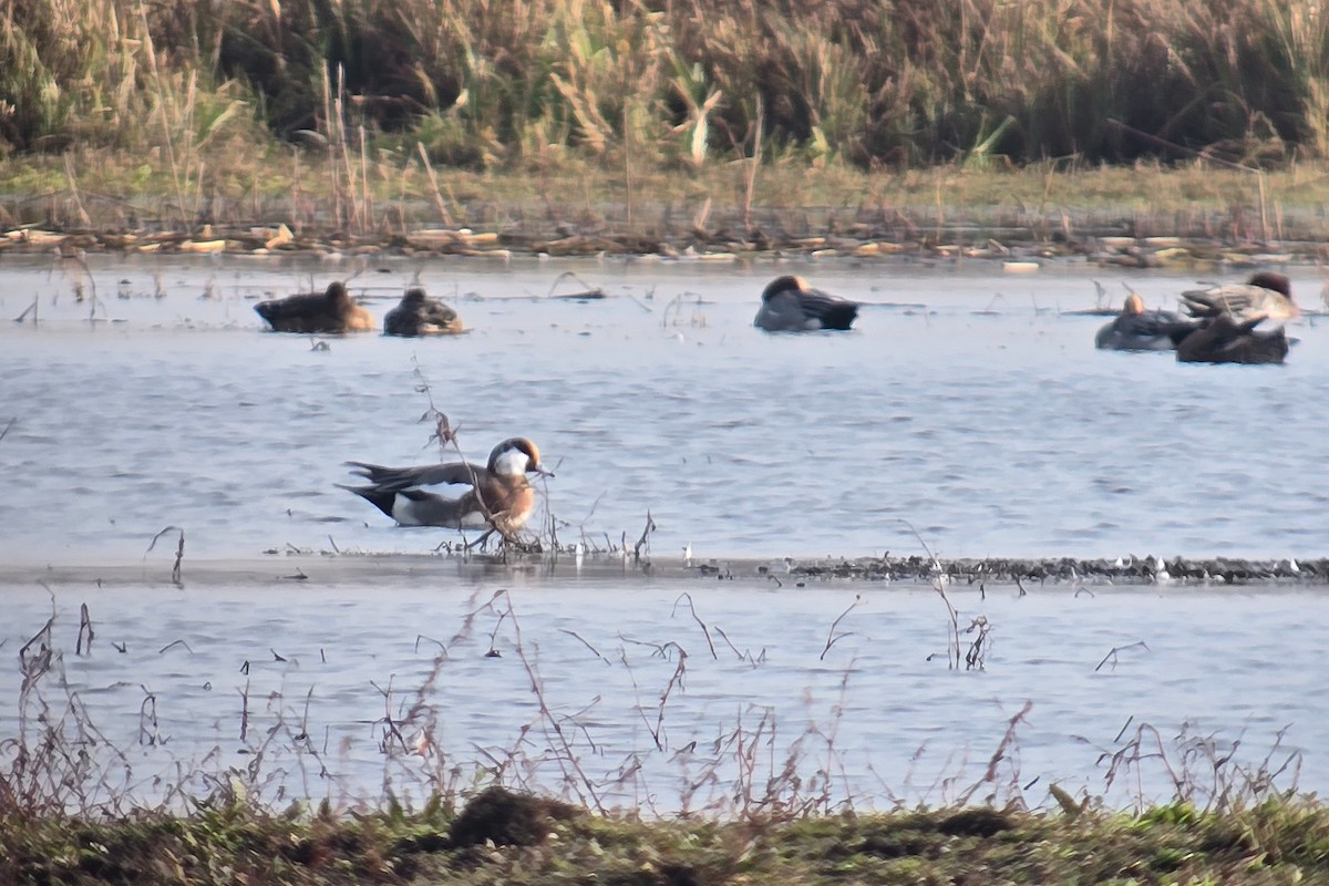 Pfeifente - ML645156690