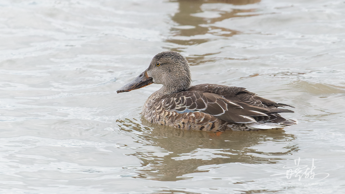 Löffelente - ML645156691