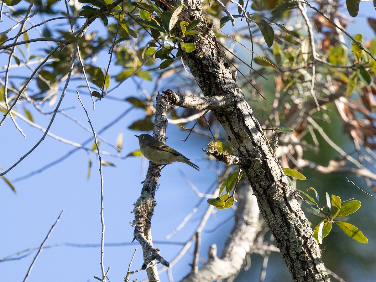 Rubingoldhähnchen - ML645156697