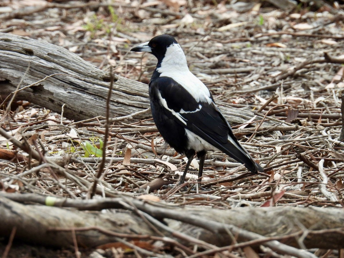 Flötenkrähenstar - ML645156698