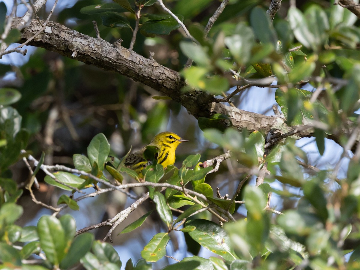 Rotmantel-Waldsänger - ML645156699