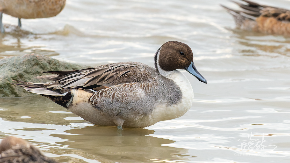 Spießente - ML645156702