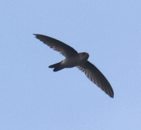 Queenslandsalangane - ML645156708