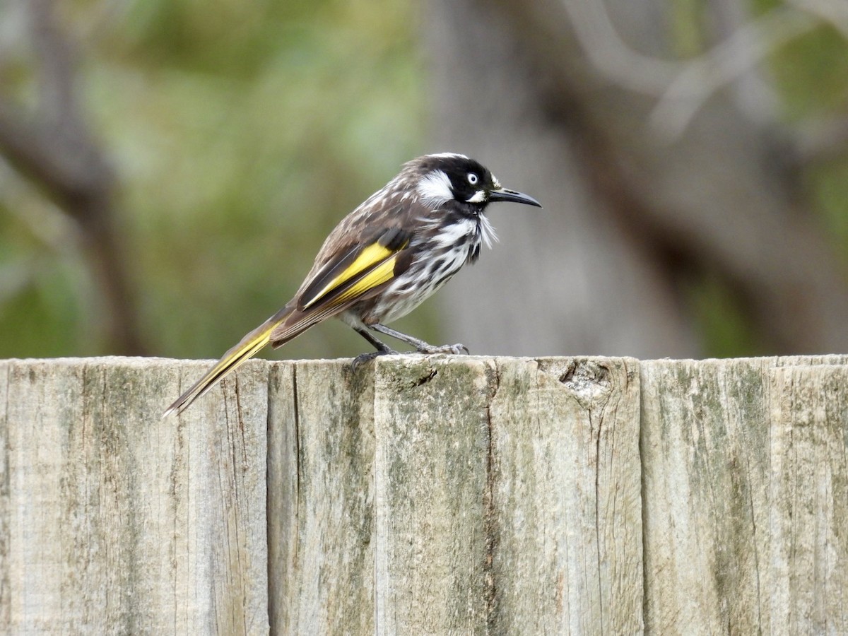 Weißaugen-Honigfresser - ML645156710