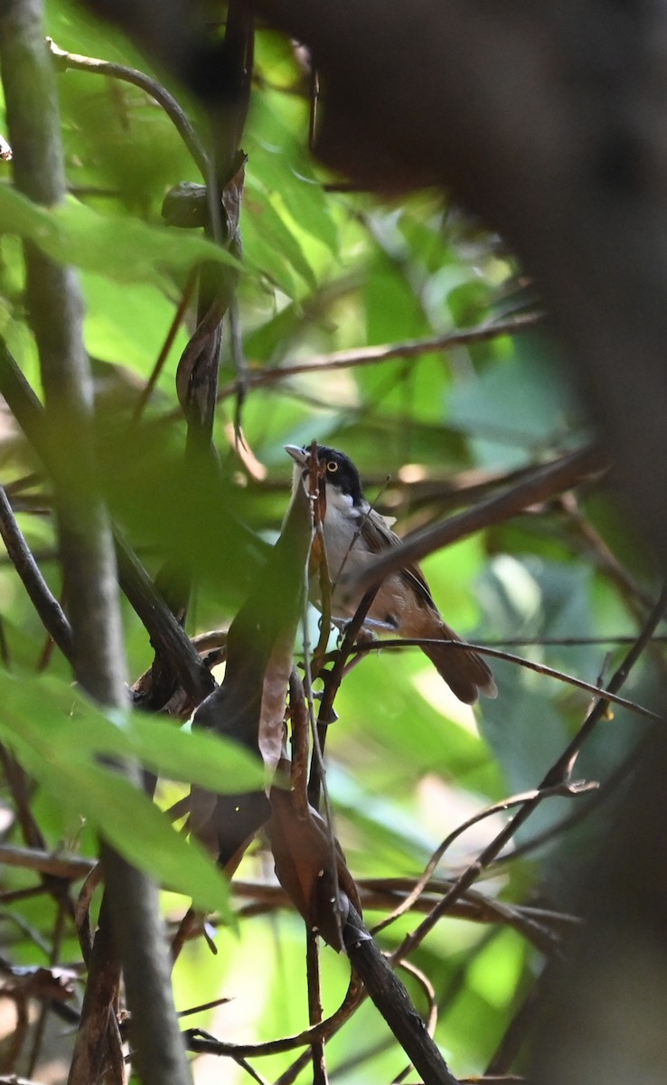 Kapuzentyrannentimalie - ML645156711