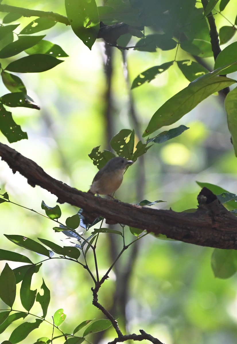 Graukopf-Zweigdrossling - ML645156712