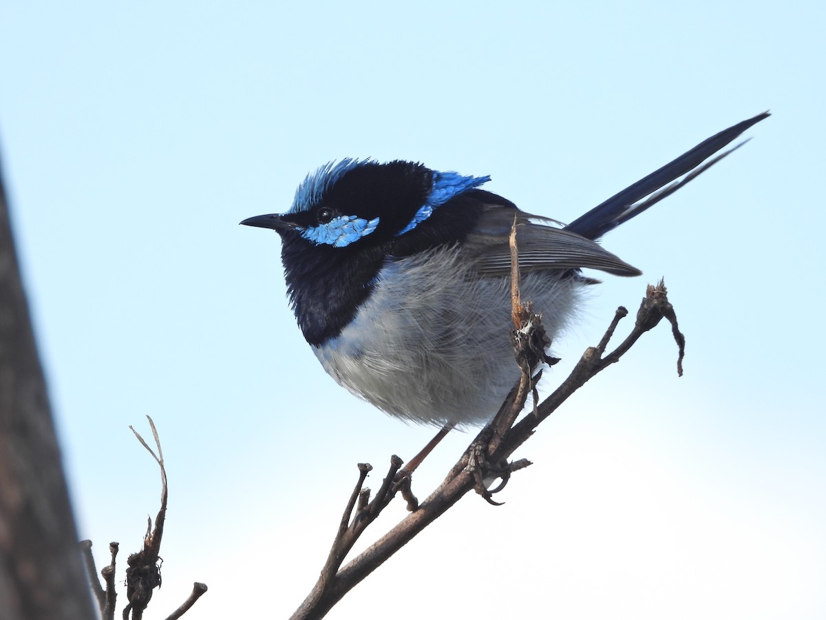 Prachtstaffelschwanz - ML645156713