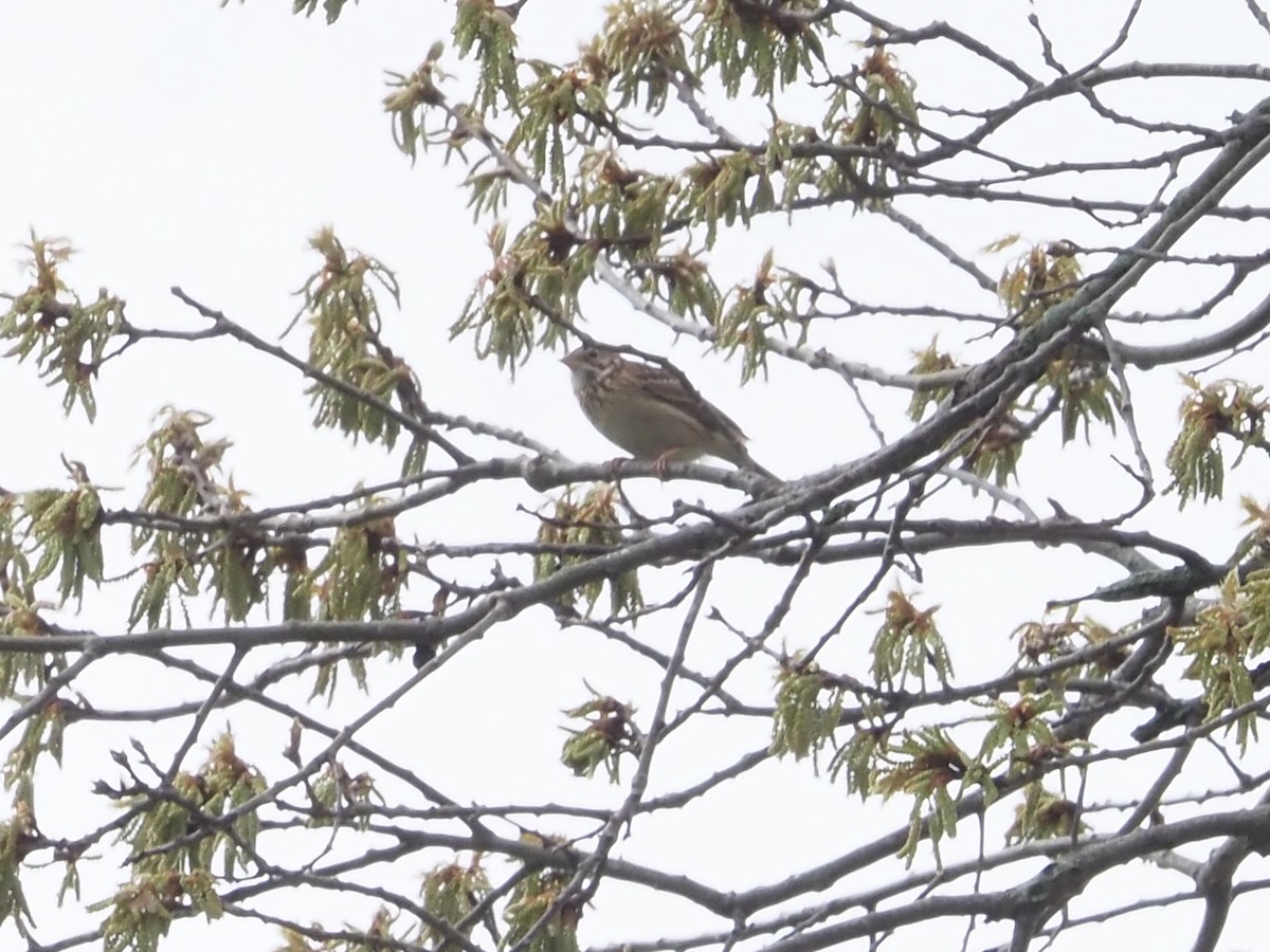 Abendammer - ML645156714