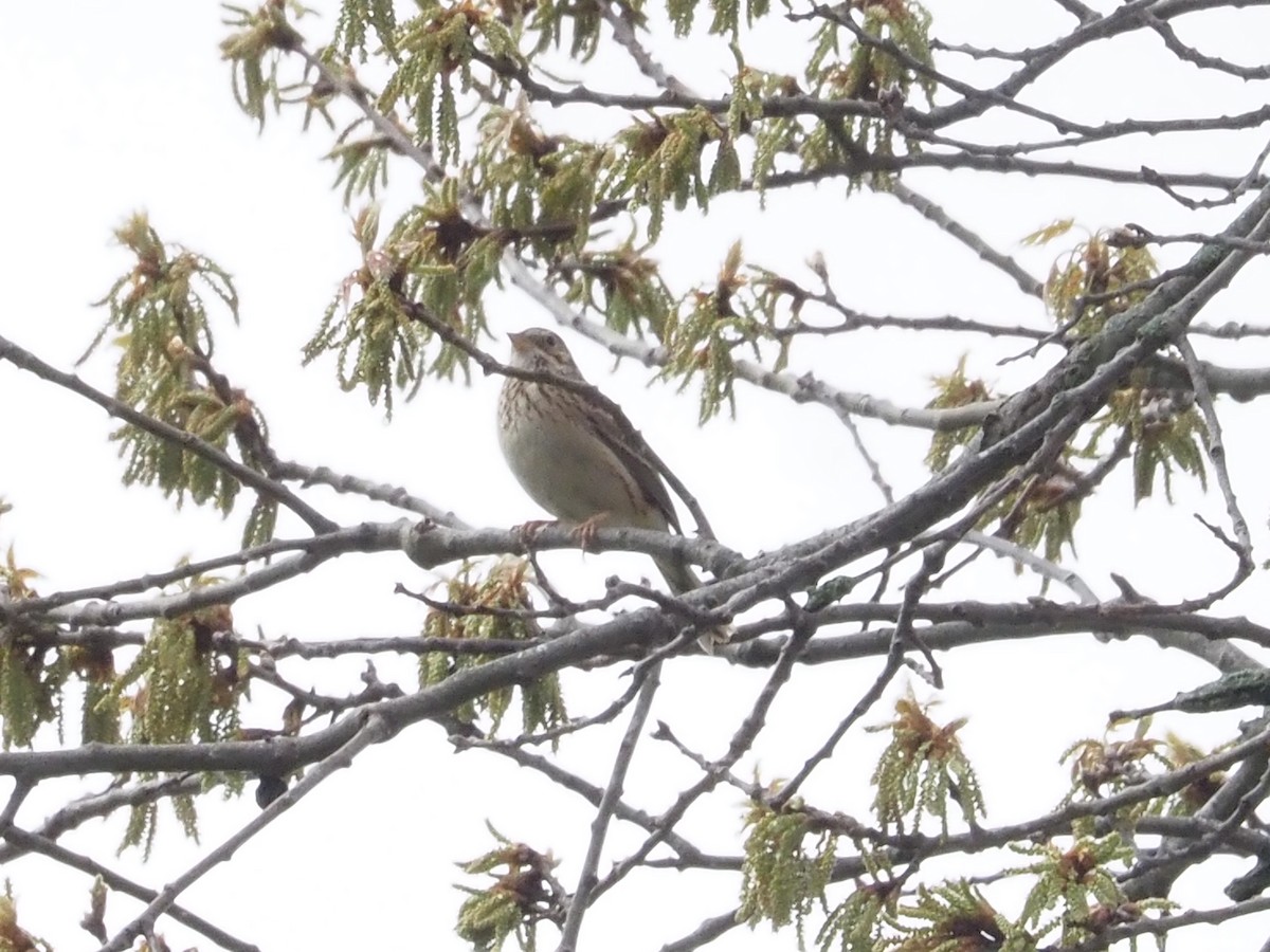 Abendammer - ML645156716