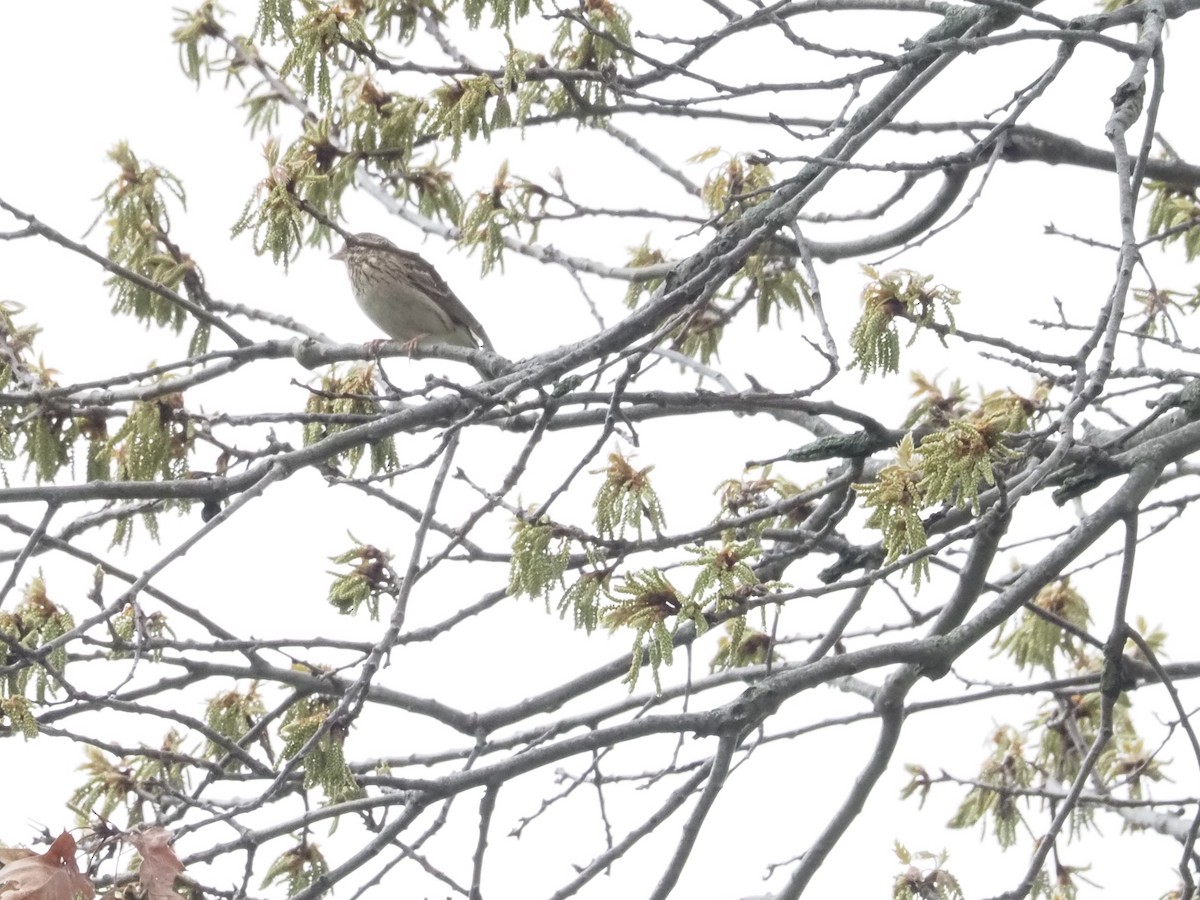 Abendammer - ML645156719