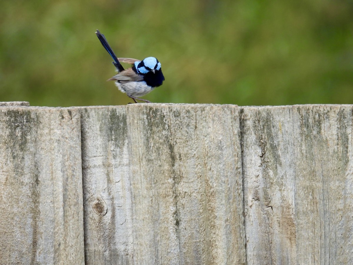 Prachtstaffelschwanz - ML645156720