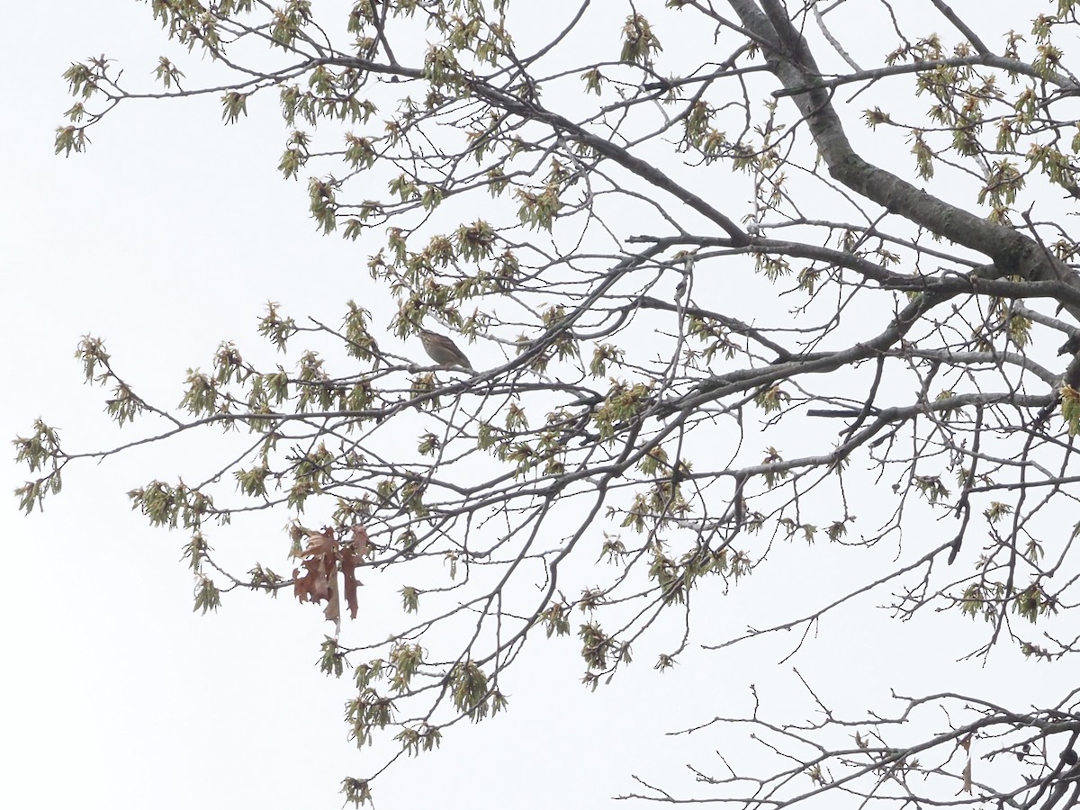 Abendammer - ML645156721