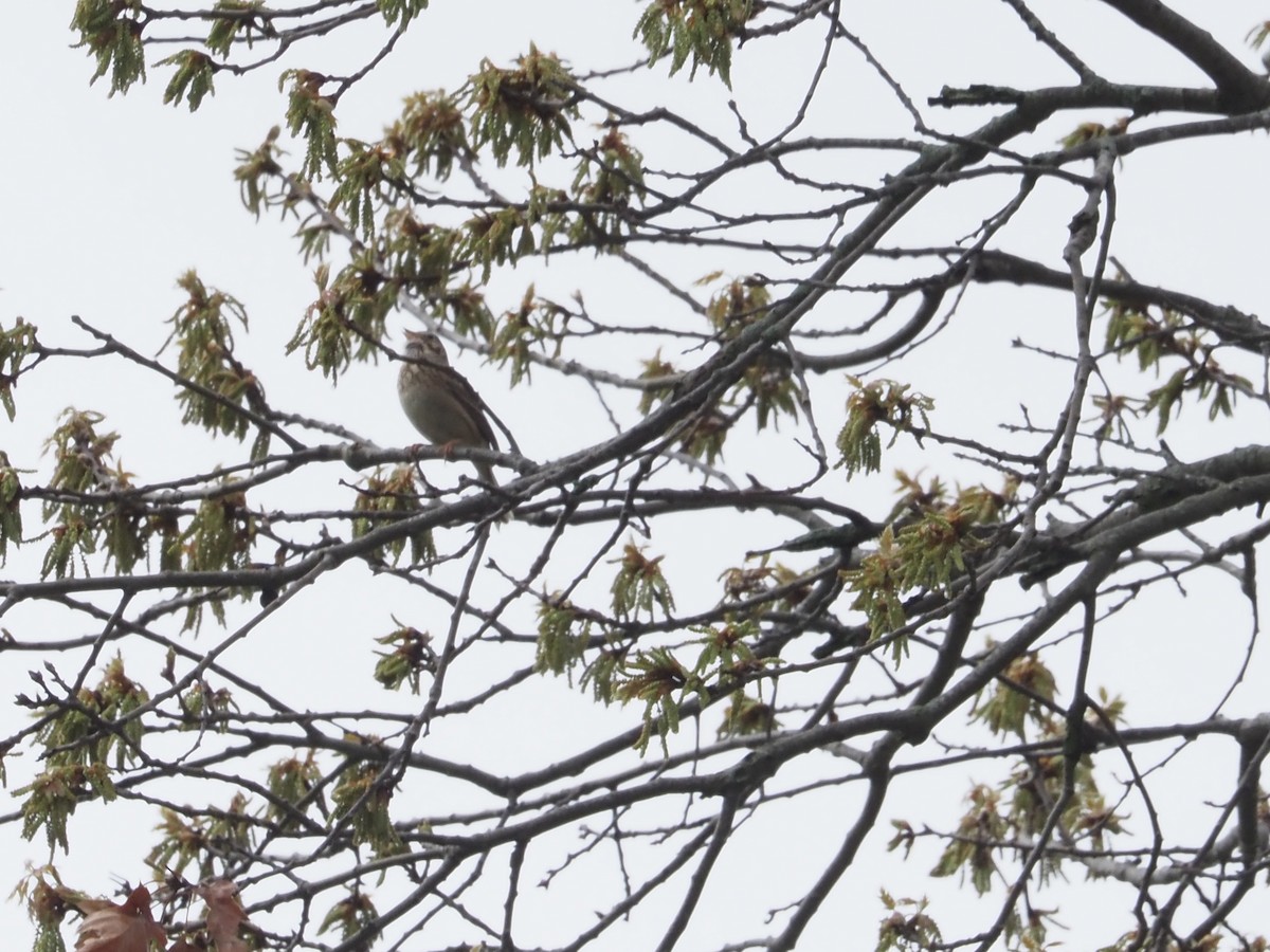 Abendammer - ML645156722