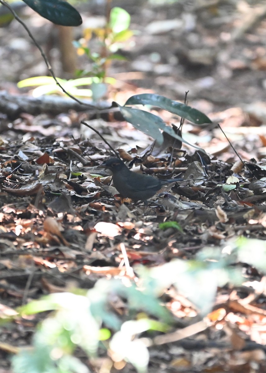 Indienamsel - ML645156723