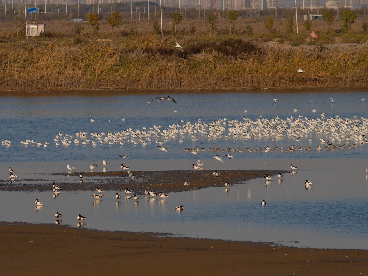 鷸科 - ML645156725