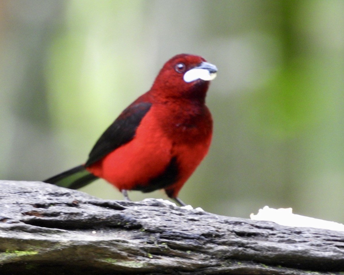 Scharlachbauchtangare - ML645156726