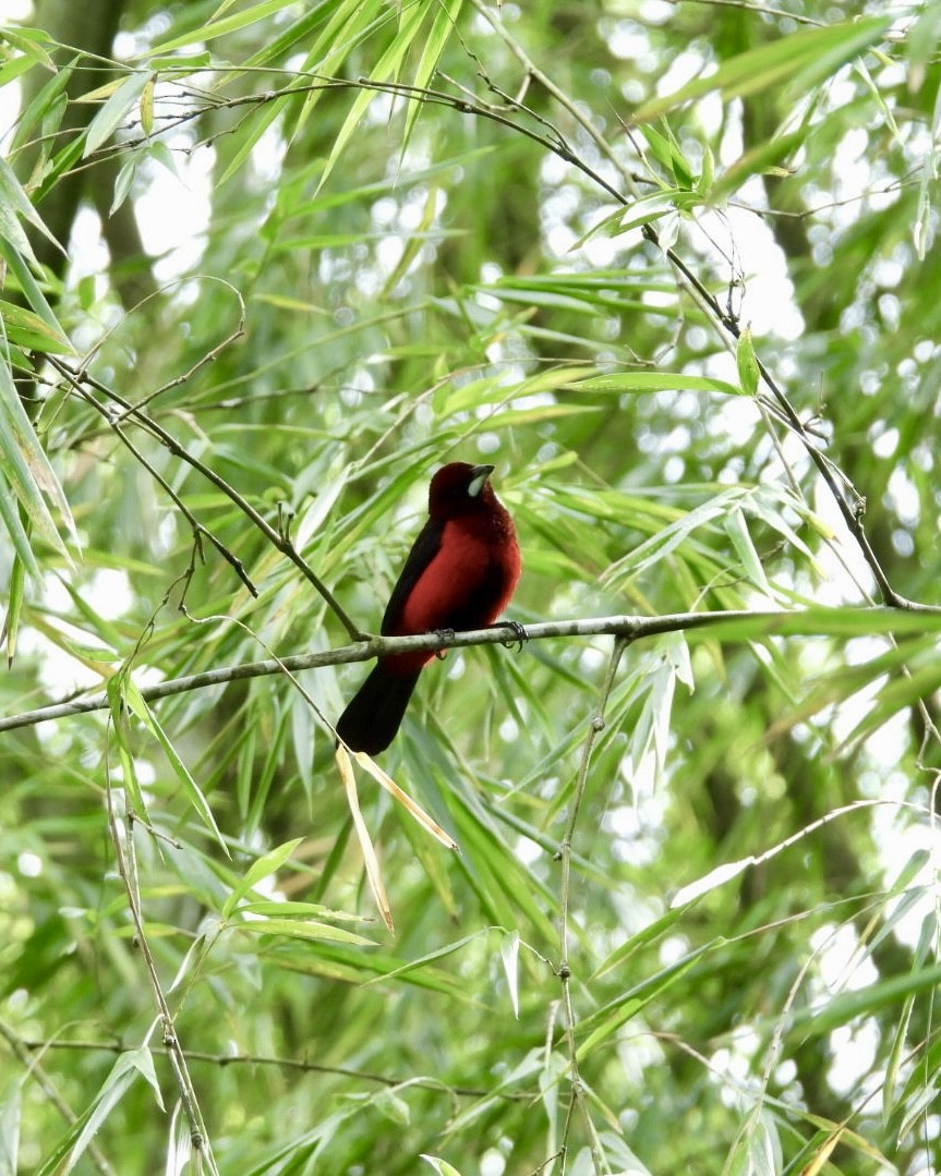 Scharlachbauchtangare - ML645156727
