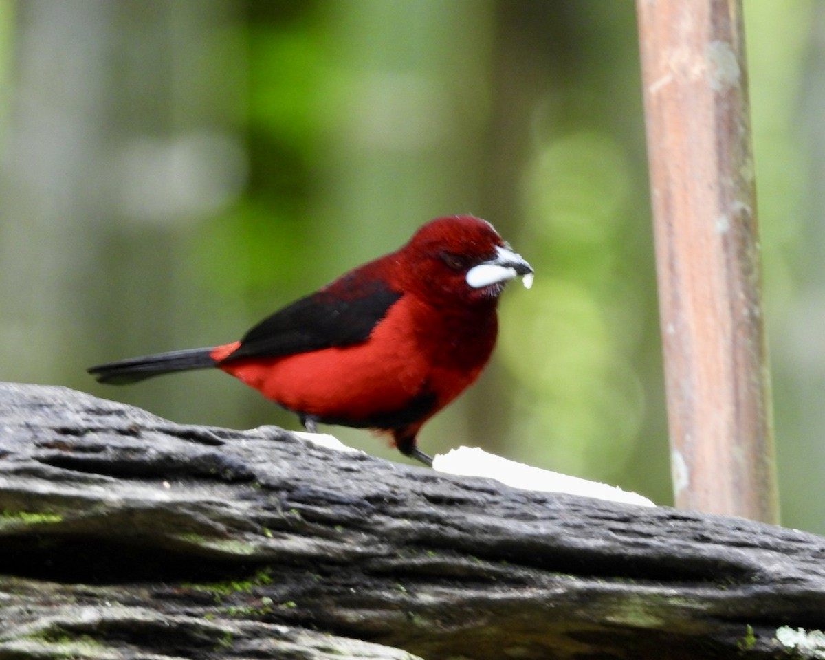 Scharlachbauchtangare - ML645156728