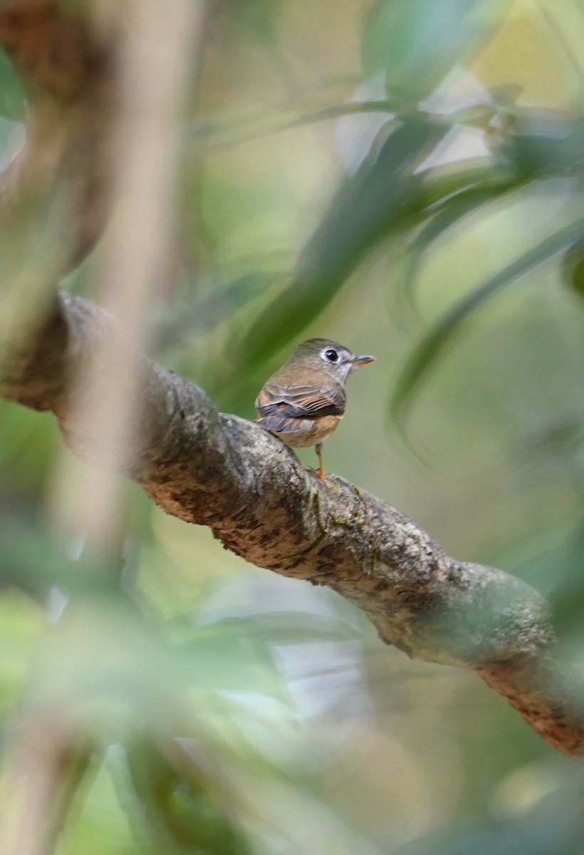 Bambusschnäpper - ML645156729